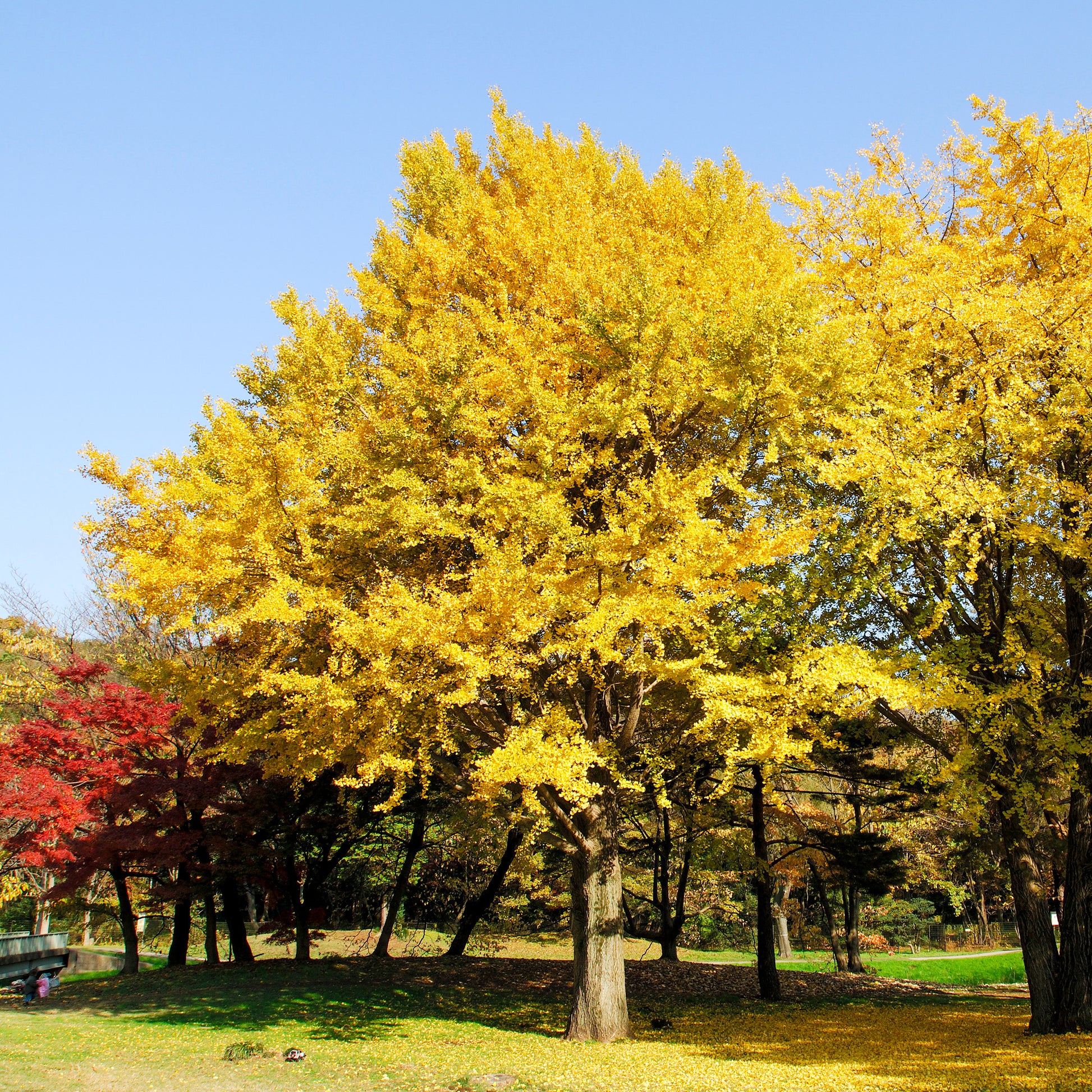 Bakker - Arbre aux 40 écus - Ginkgo biloba - Arbustes et vivaces