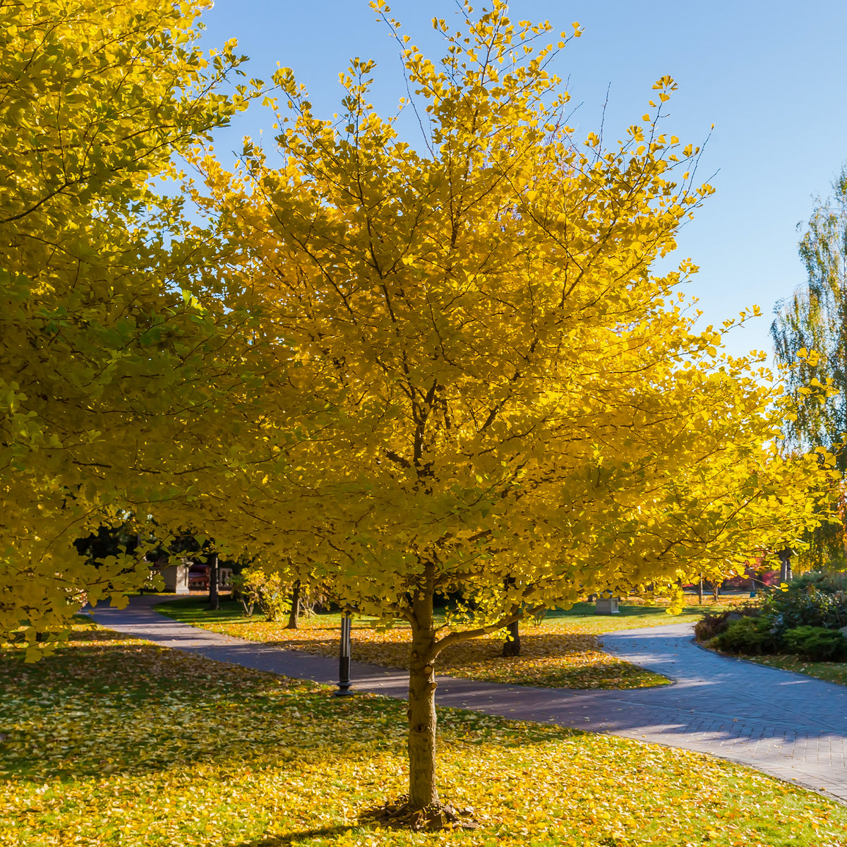Ginkgo Biloba Obelisk – Arbre Aux 40 Écus Colonnaire, Hauteur 30 Cm Pot 2,5L – Feuillage Jaune Doré Automne