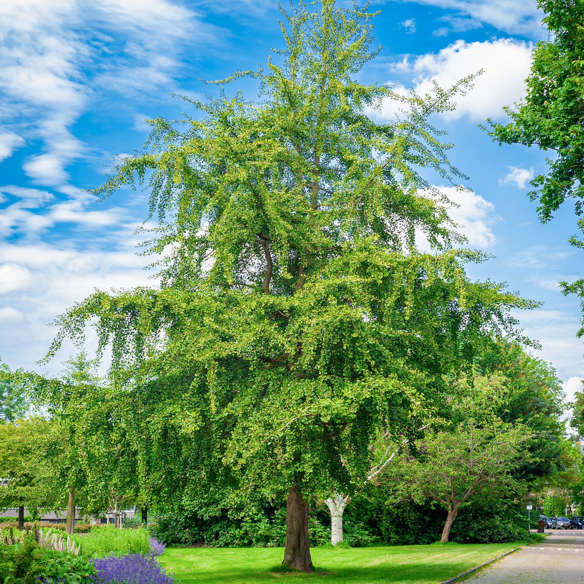 Bakker - Arbre aux 40 écus - Ginkgo biloba - Arbustes et vivaces