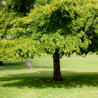 Vente Arbre aux 40 écus - Ginkgo biloba - Ginkgo biloba