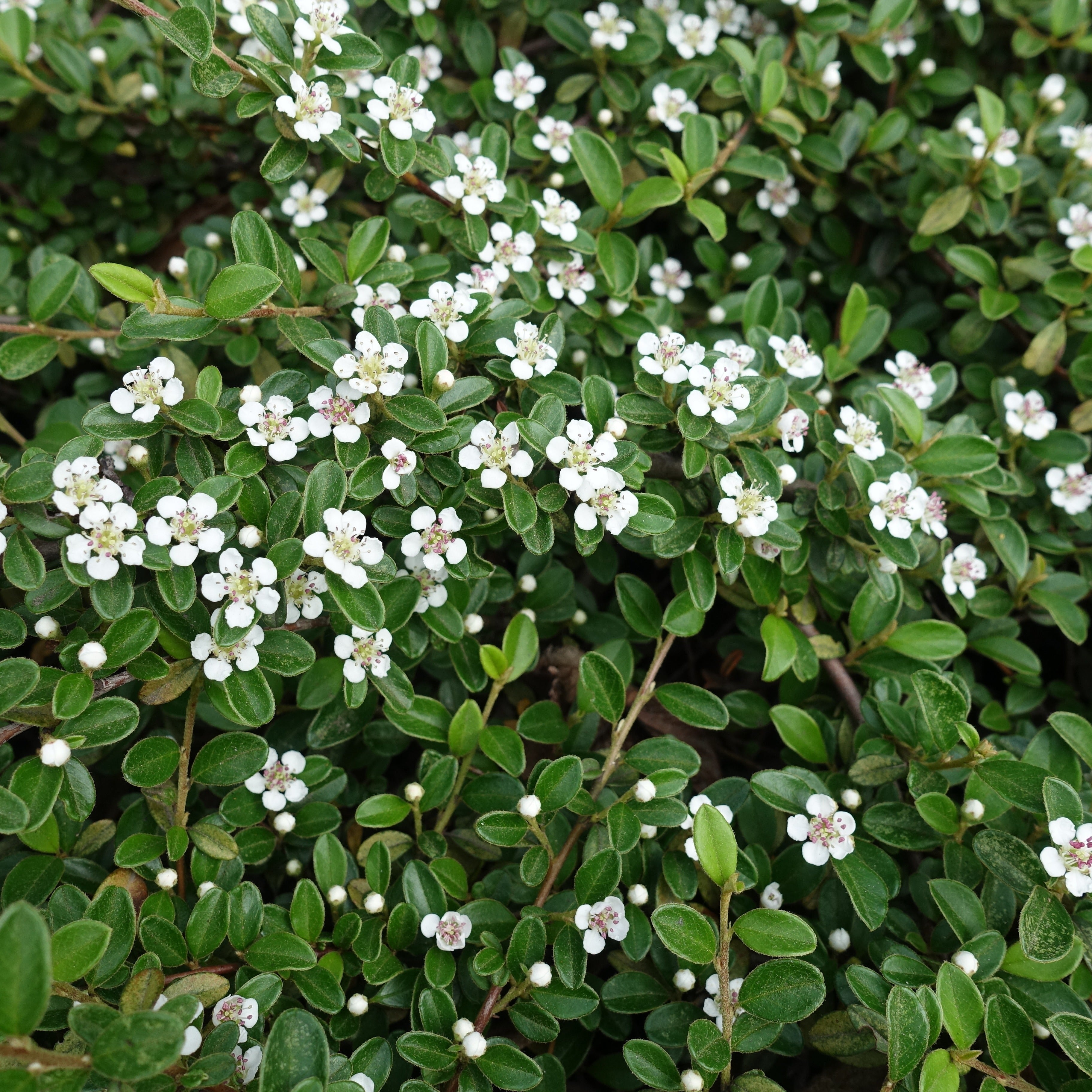Cotoneaster rampant | Bakker.com