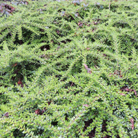 Lonicera pileata - Chèvrefeuille à cupule - Plantes à feuillage persistant