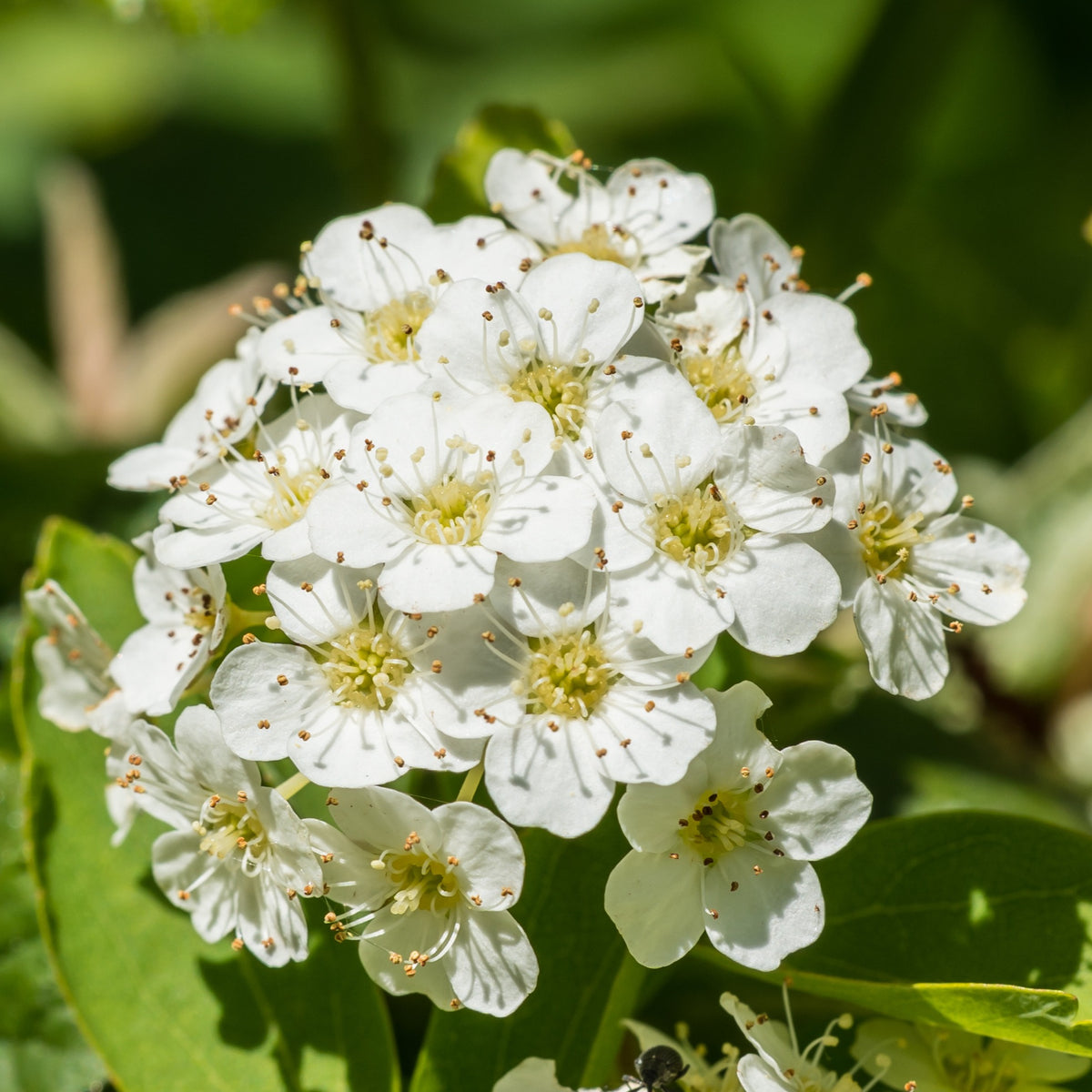 Vente Spirée de vanhoutte - Spiraea vanhouttei