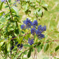 Céanothe Gloire de Versailles - Ceanothus delilianus gloire de versailles - Bakker