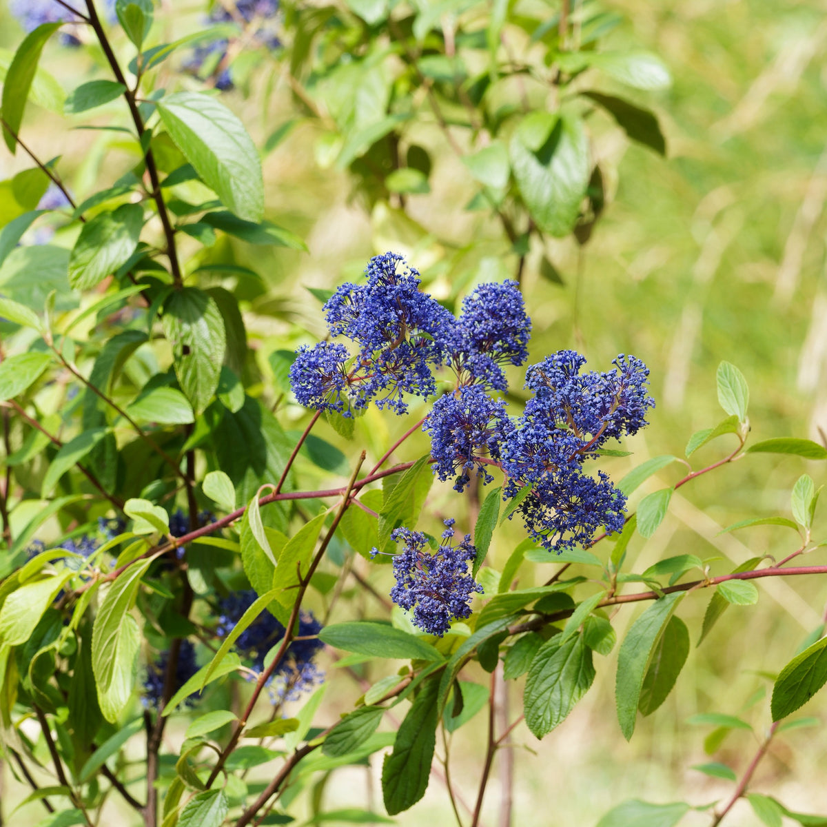 Céanothe Gloire de Versailles - Ceanothus delilianus gloire de versailles - Bakker