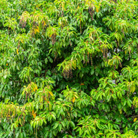 Vente Laurier du Portugal - Prunus lusitanica
