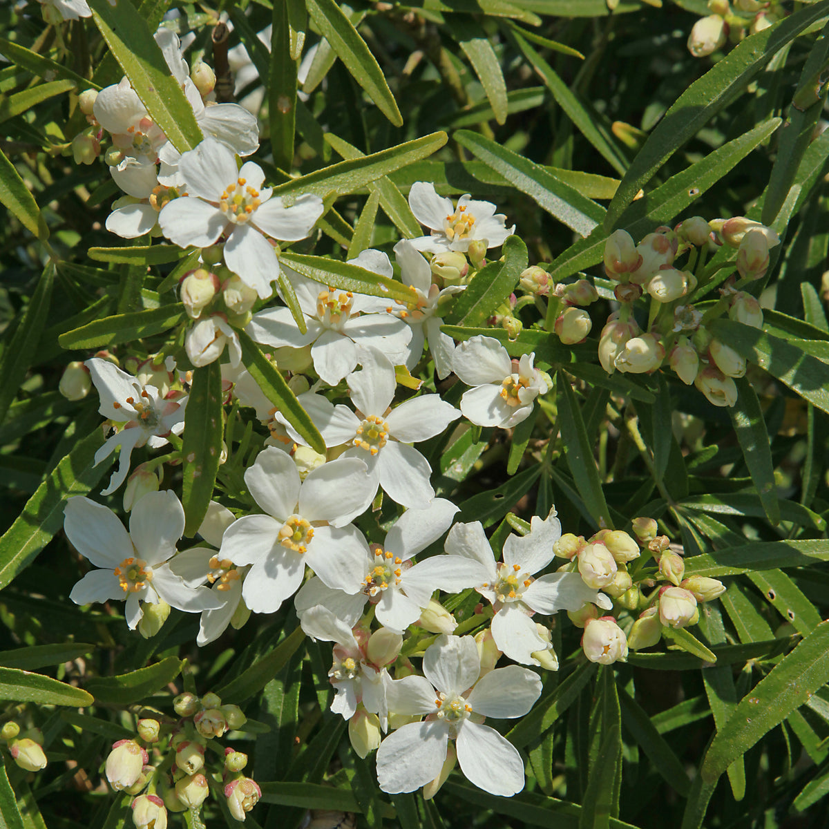 Oranger du Mexique White Dazzler ® - Choisya ternata White Dazzler ® - Bakker