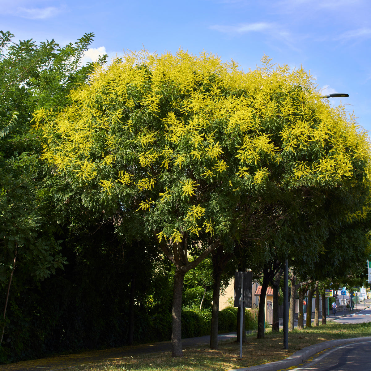 Vente Savonnier - Koelreuteria paniculata