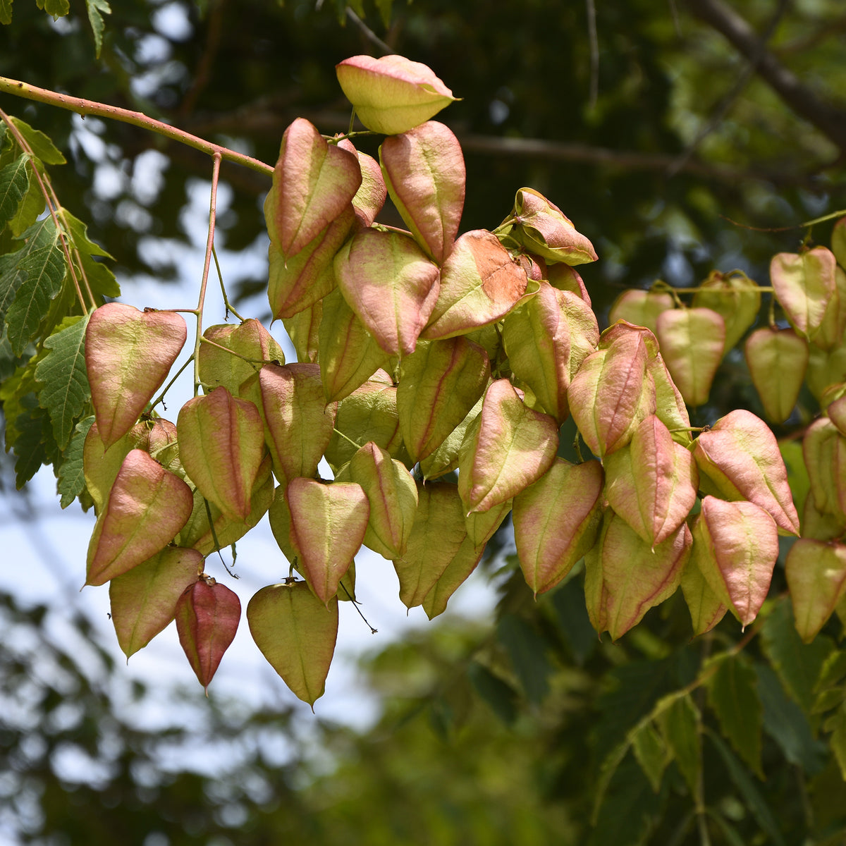Koelreuteria paniculata - Savonnier - Arbres