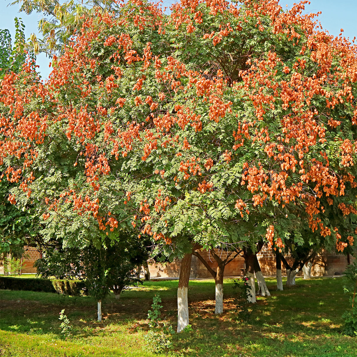 Arbres - Savonnier - Koelreuteria paniculata