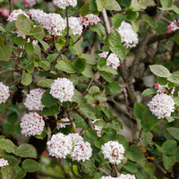 Viorne de Carle - Viburnum carlesii - Bakker