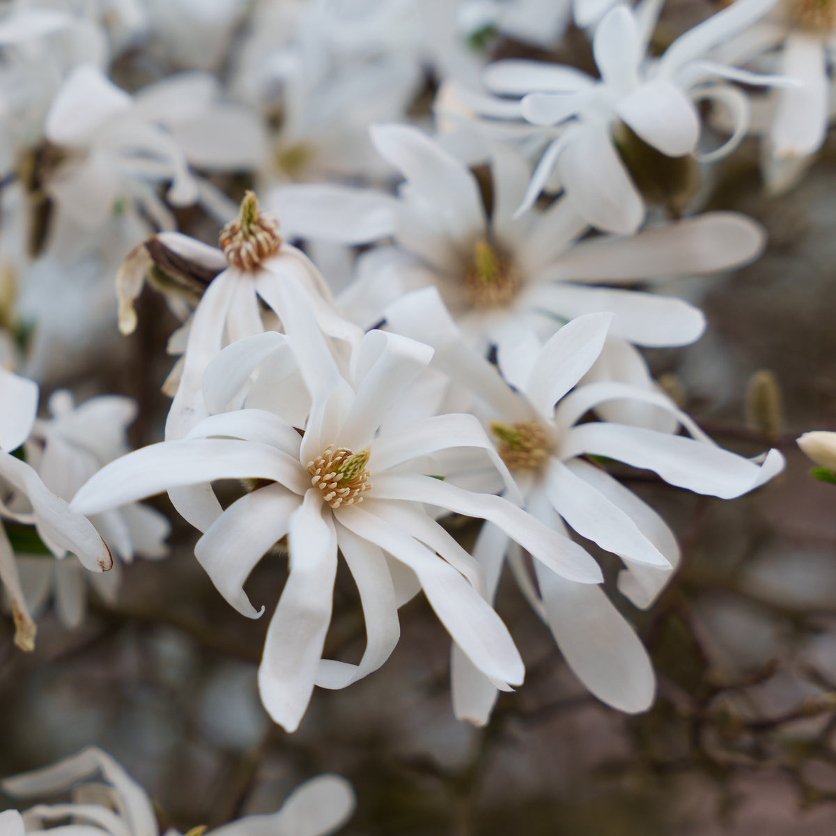 Magnolia stellata Royal Star - Magnolia stellata Royal Star - Bakker