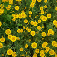 Anthemis tinctoria Kelwayi - Anthemis tinctoria kelwayi - Bakker