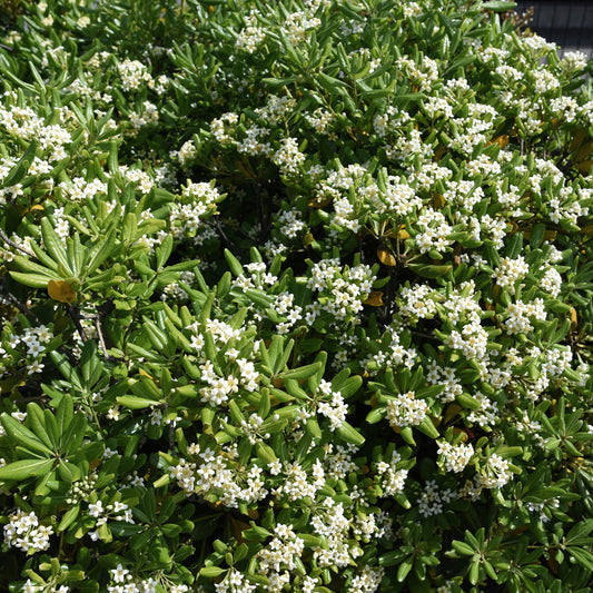 Pittosporum tobira - Bakker