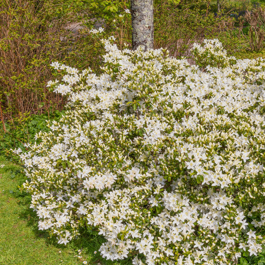 Azalea Palestrina - Bakker