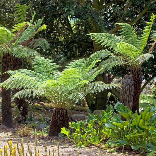 Fougère arborescente de Tasmanie