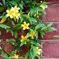 Gelsemium sempervirens - Gelsemium sempervirens - Bakker