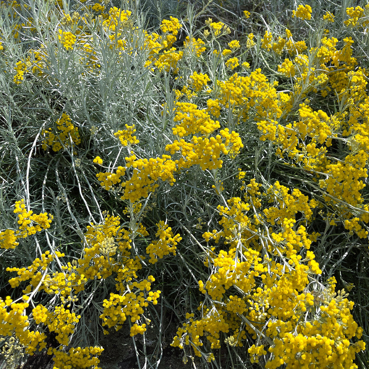 Plantes vivaces - Herbe à curry - Helichrysum italicum subsp. serotinum