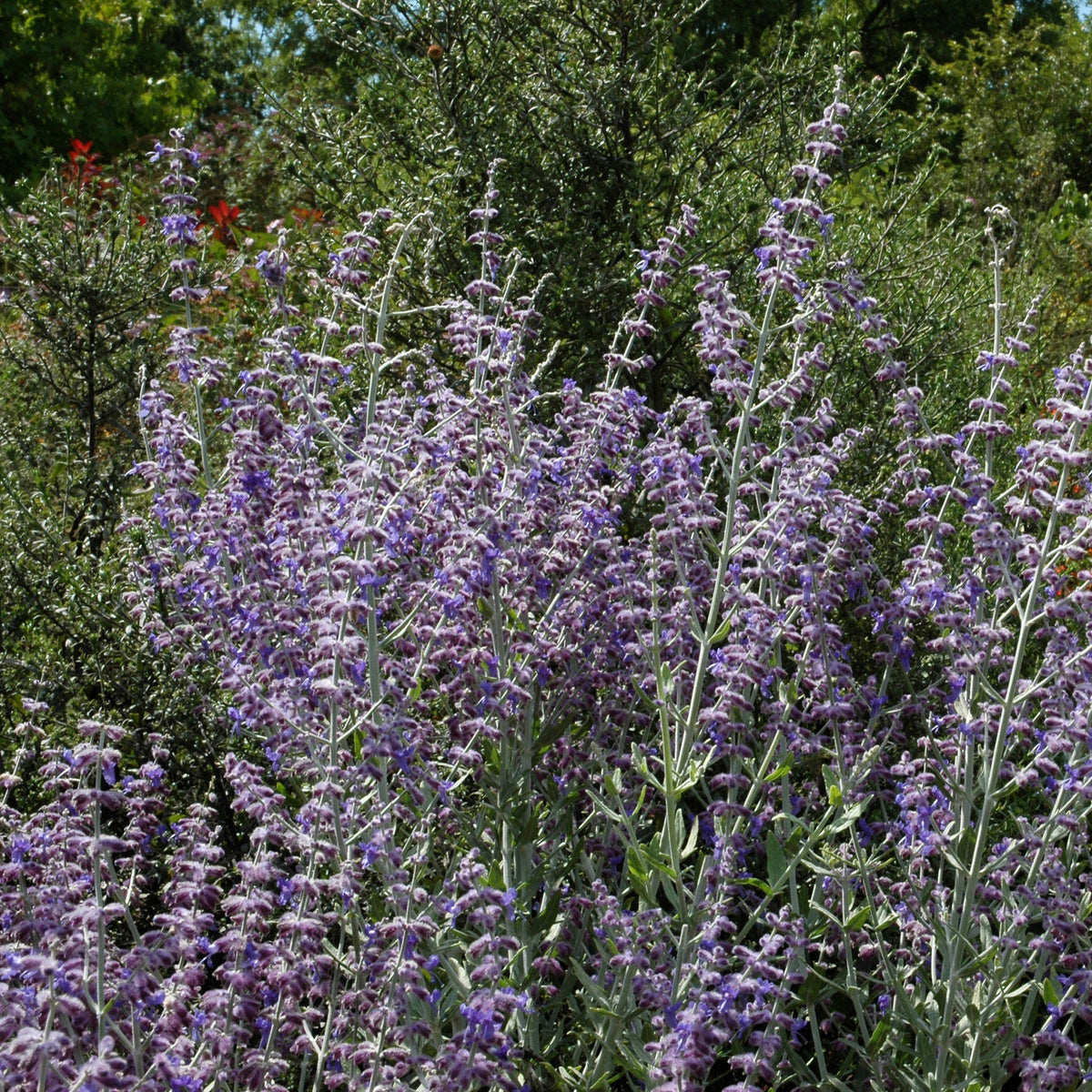 Vivaces fleuries - Perovskia Little Spire ® - Perovskia atriplicifolia Little Spire