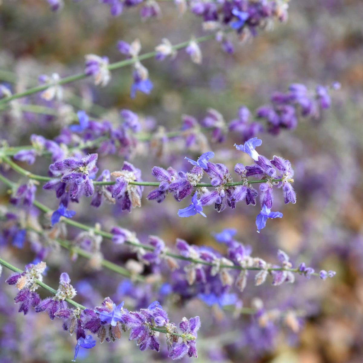 Vente Perovskia Little Spire ® - Perovskia atriplicifolia Little Spire