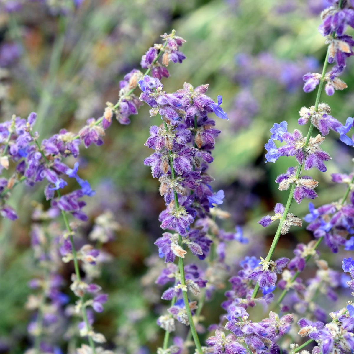 Perovskia atriplicifolia Little Spire - Perovskia Little Spire ® - Vivaces fleuries