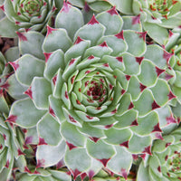 Joubarbe - Chick Charms ® Mint Marvel - Sempervivum - Sempervivum Chick Charms ® Mint Marvel - Bakker