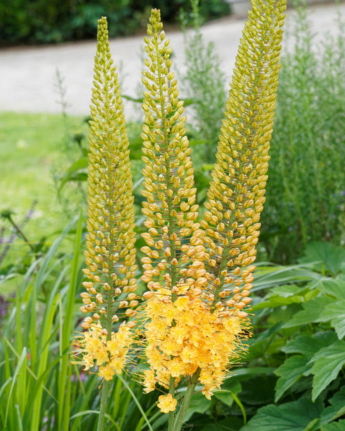 Lis des steppes - Eremurus 'bungei' - Plantes vivaces