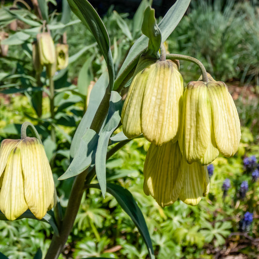 2 Fritillaires pallidiflora - Bakker