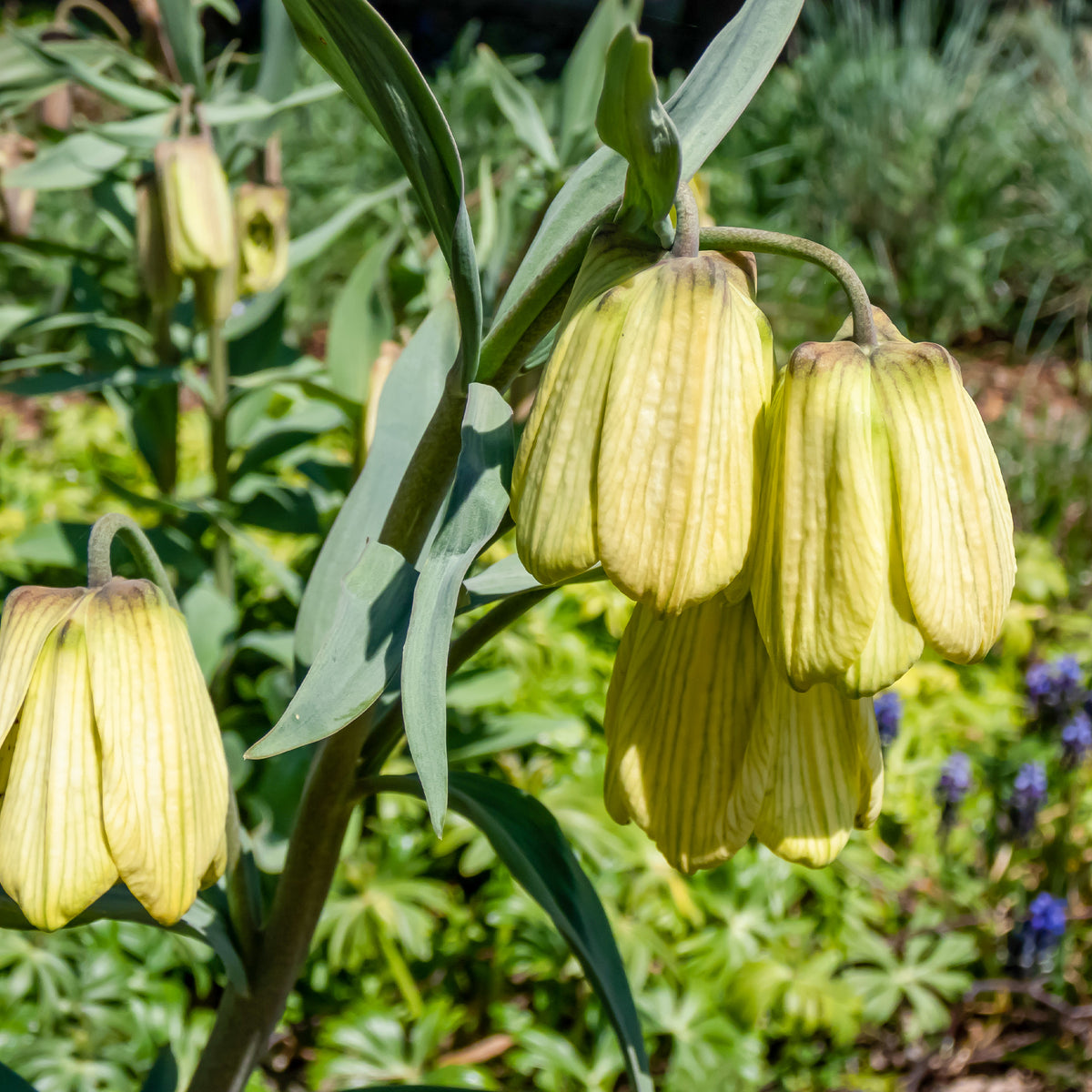 2 Fritillaires pallidiflora - Bakker