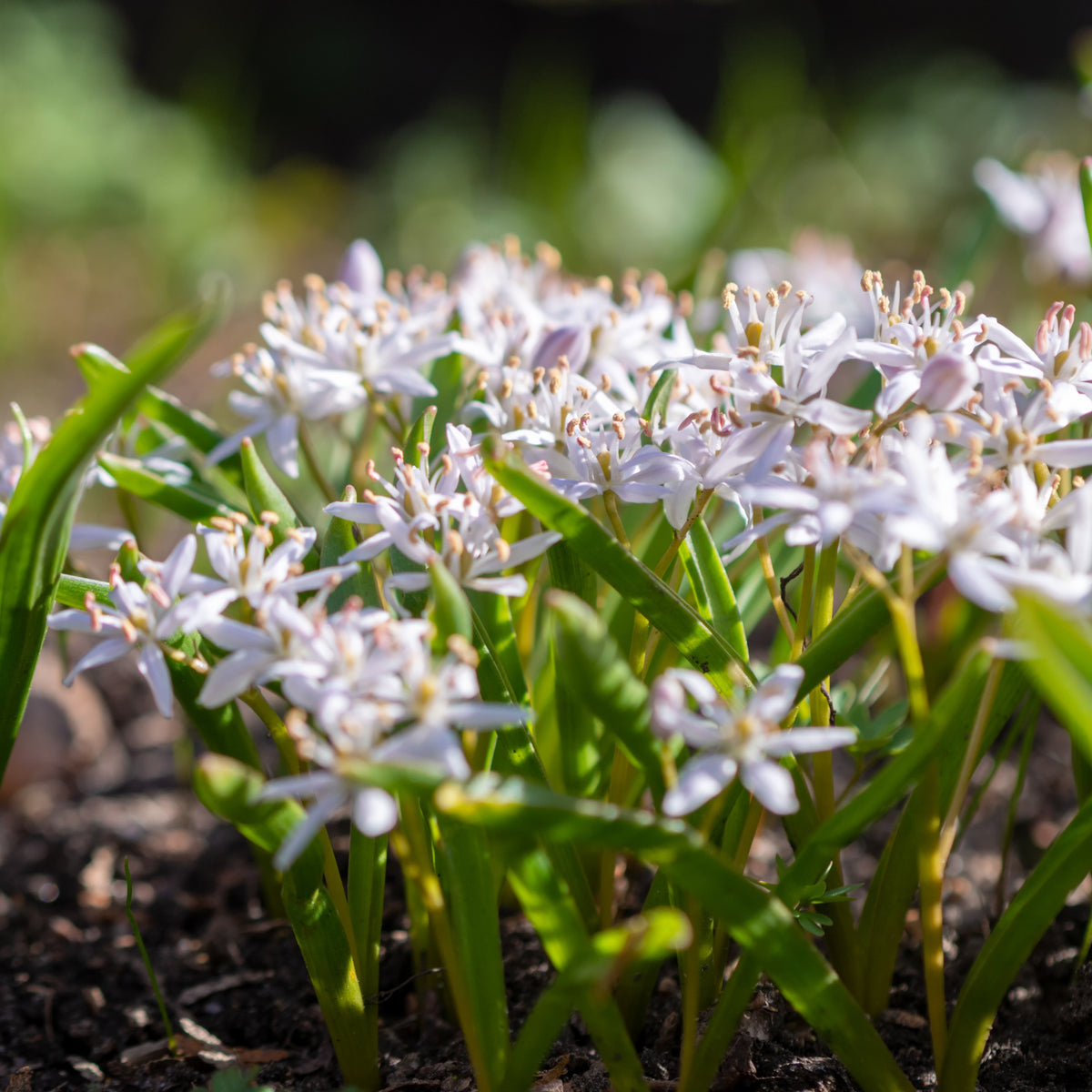 10 Scilles à deux feuilles - Scilla - Bakker