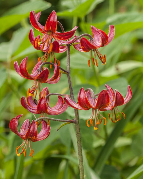 Lys Claude Shride - Lilium 'claude shride' - Lys