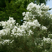 L'arbre à thé - Melaleuca alternifolia - Bakker