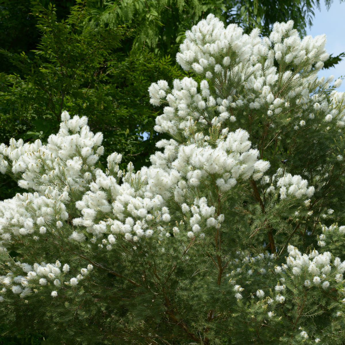 L'arbre à thé - Melaleuca alternifolia - Bakker