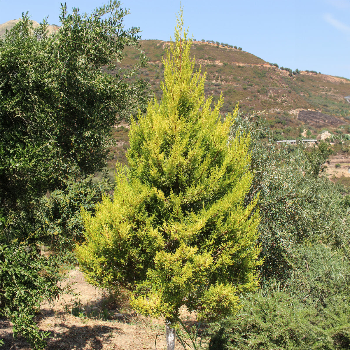 Cupressus macrocarpa Goldcrest Wilma - Chambre Cupressus  'Goldcrest Wilma' - Plantes vertes d'intérieur