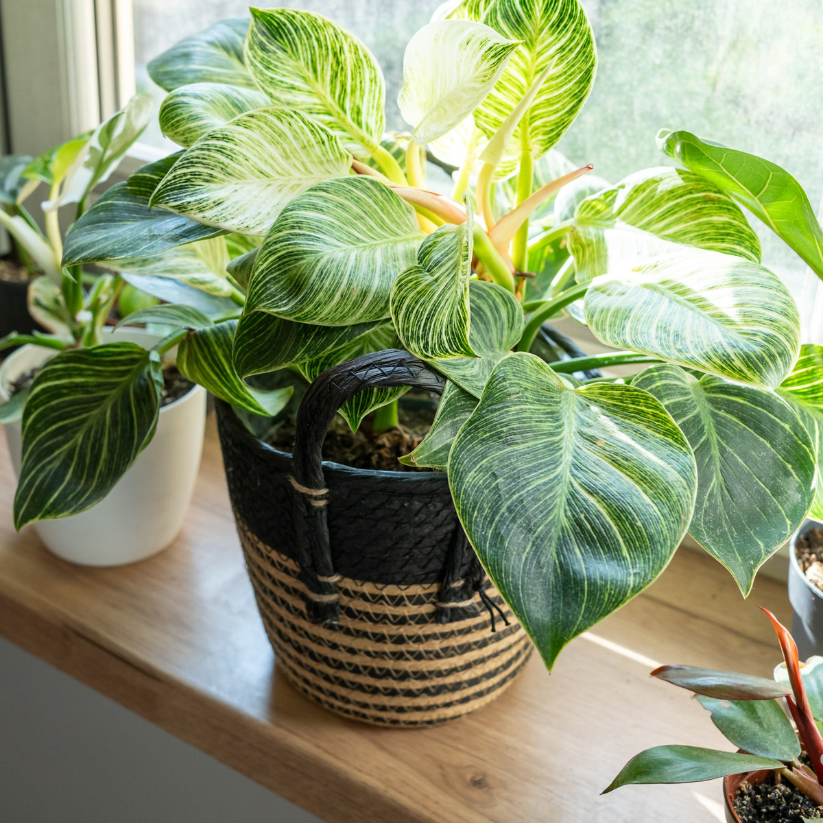 Philodendron white wave - Philodendron Monstera White Wave - Philodendron