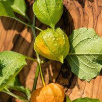 3 Plants de Coqueret du Pérou - 1