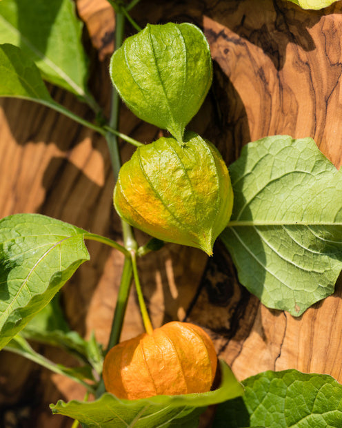 3 Plants de Coqueret du Pérou - 2