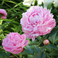 Paeonia lactiflora Sarah Bernhardt, Sorbet, Karl Rosenfield - Trio de Pivoines rose et rouge  - Pivoines