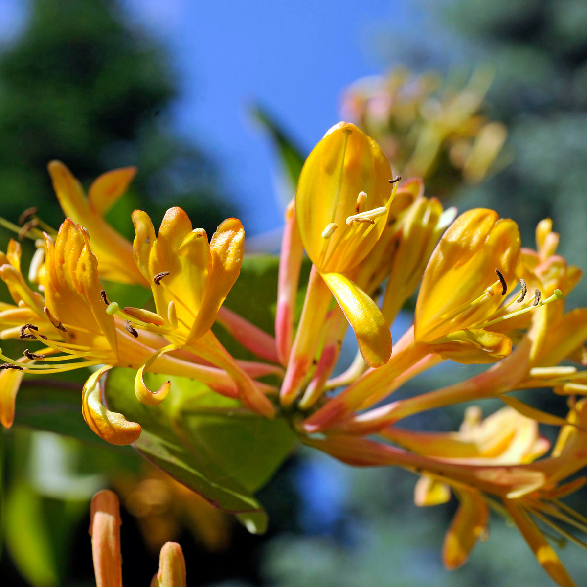 Chèvrefeuille de Henry 'Copper Beauty' - Lonicera henryi Copper Beauty - Bakker