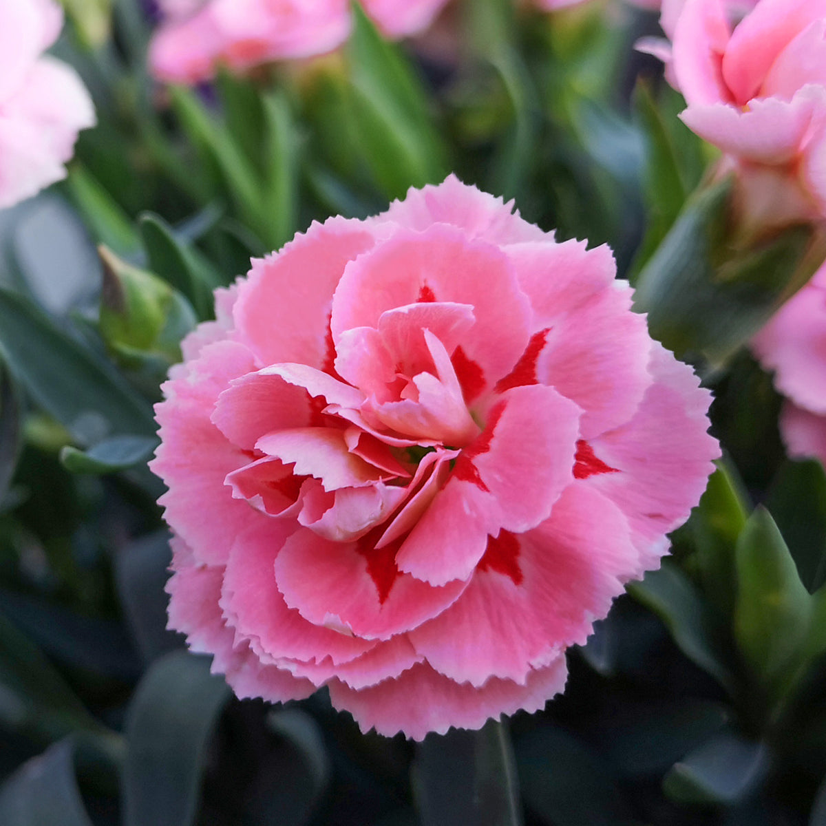 3 Œillets mignardise Doris - Dianthus plumarius Doris - Bakker