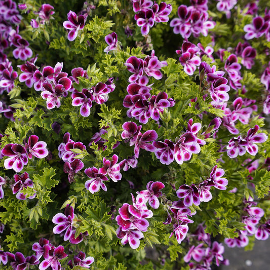 3 Pelargoniums odorants Mosquitaway Eva - Bakker