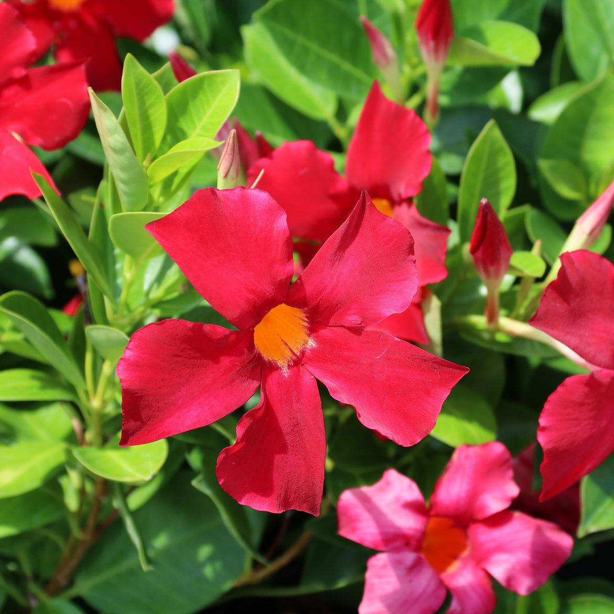 Dipladenia pyramide rouge - Mandevilla - Bakker