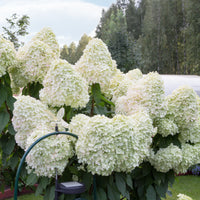 Hortensia paniculé 'Hercules' - Hydrangea paniculata 'hercules' - Bakker