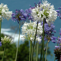 Bakker - 3 Agapanthes violettes et blanche en mélange - Agapanthus
