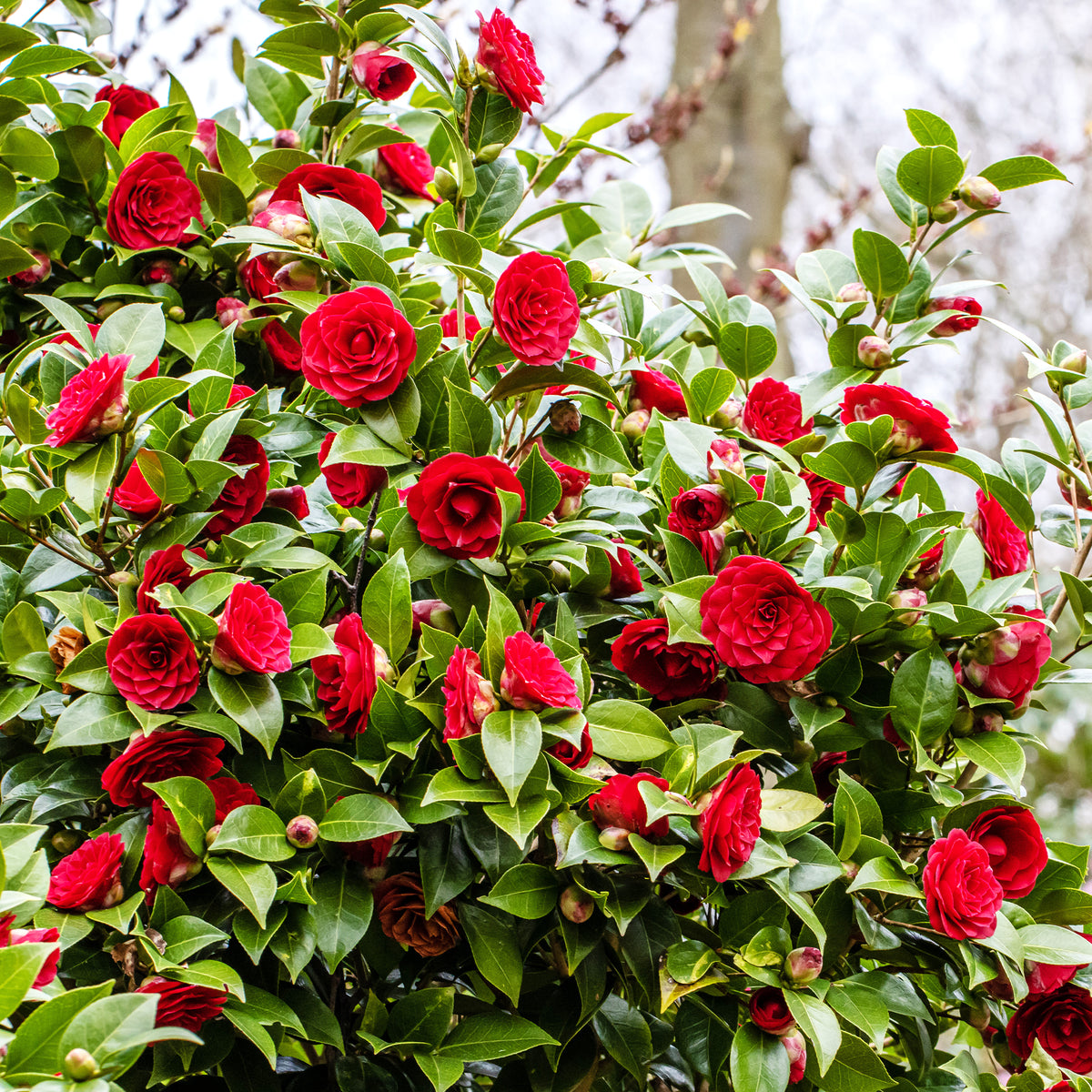 Camellia japonica 'black lace' - Camélia du Japon 'Black Lace' - Camellia