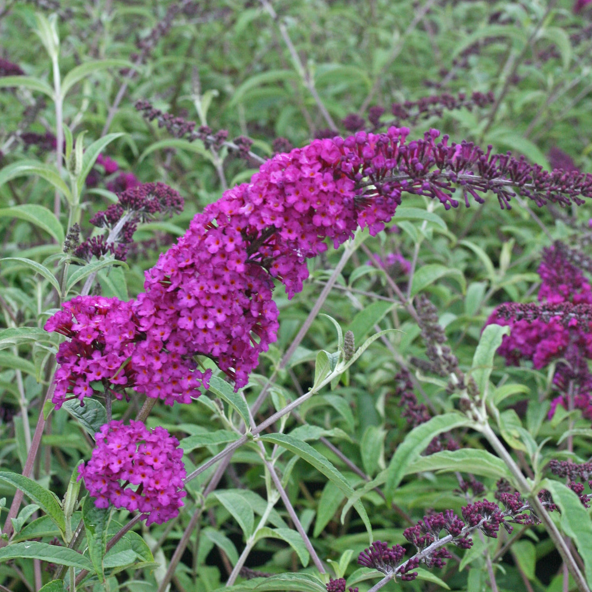 Buddleja davidii Royal Red, White Profusion, Empire Blue - Collection d'arbres aux papillons (Royal Red, White Profusion, Empire Blue) - Arbre à papillons - Buddleja