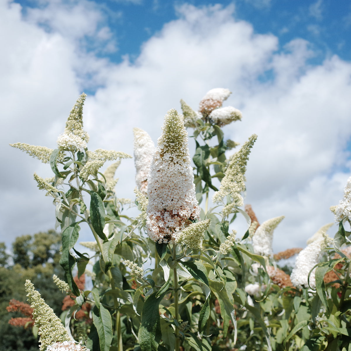 Collection d'arbres aux papillons (Royal Red, White Profusion, Empire Blue) - Buddleja davidii Royal Red, White Profusion, Empire Blue - Bakker