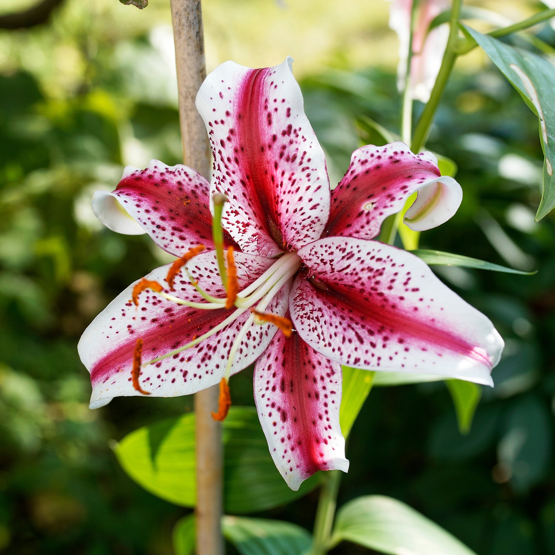 2 Lys Oriental Star Gazer - Lilium Star Gazer - Bakker