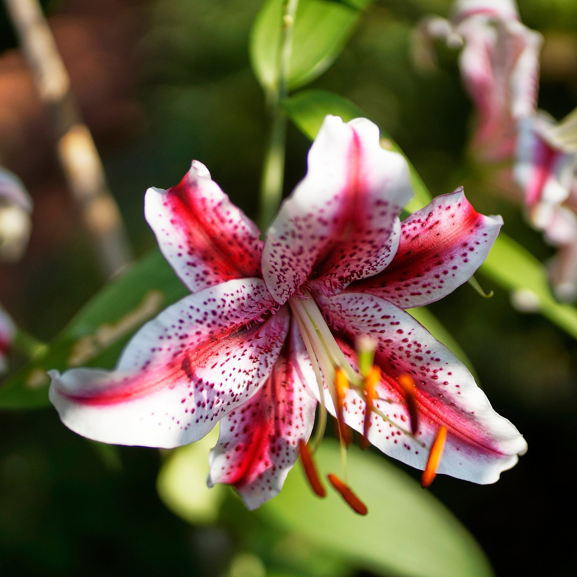 2 Lys Oriental Star Gazer - Bakker