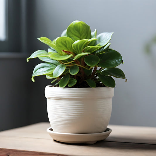 Peperomia obtusifolia - Bakker